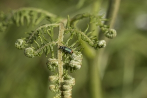 Les insectes (35)