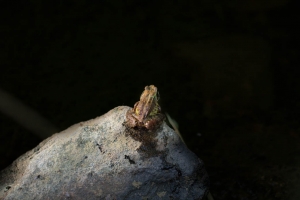 atelier macro- Etang de Poulguidou-2632