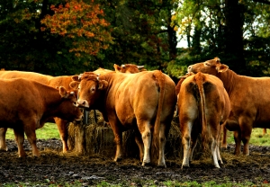 vaches-d4automne