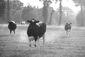 vaches-broceliande-2