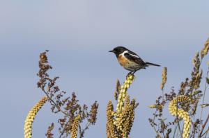 oiseaux du millier (7)