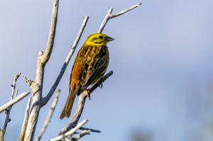 oiseaux du millier (3)