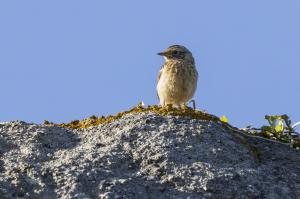 oiseaux du millier (8)