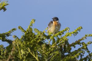 oiseaux du millier (11)