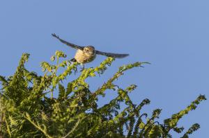 oiseaux du millier (12)