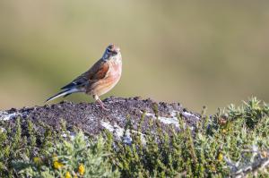 oiseaux du millier (9)