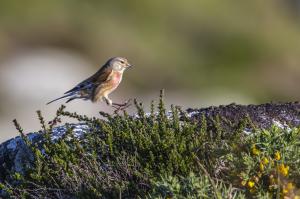 oiseaux du millier (4)