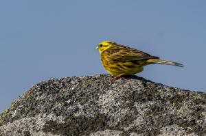 oiseaux du millier (5)