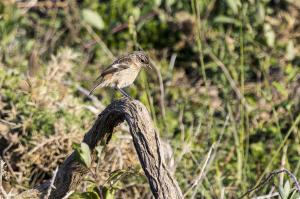 oiseaux du millier (1)